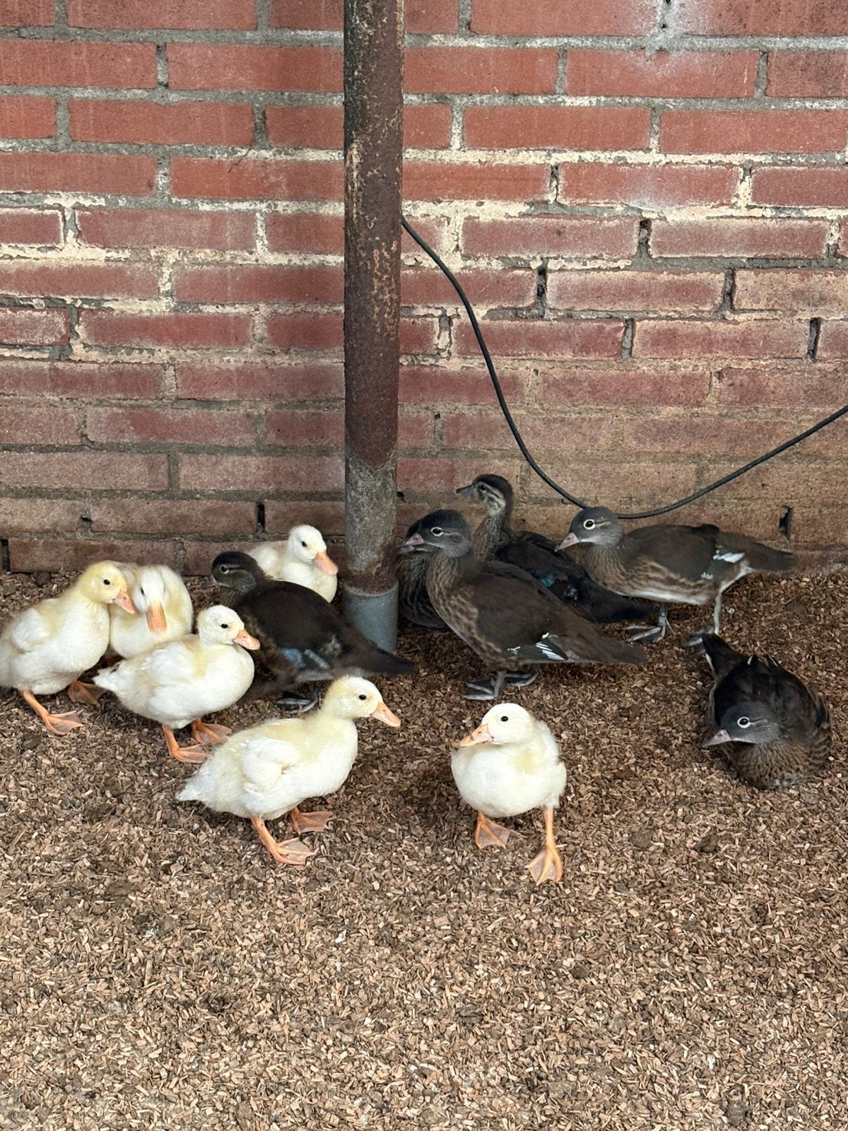 Mandarijn en witte kwakers, Meerdere dieren, Eend