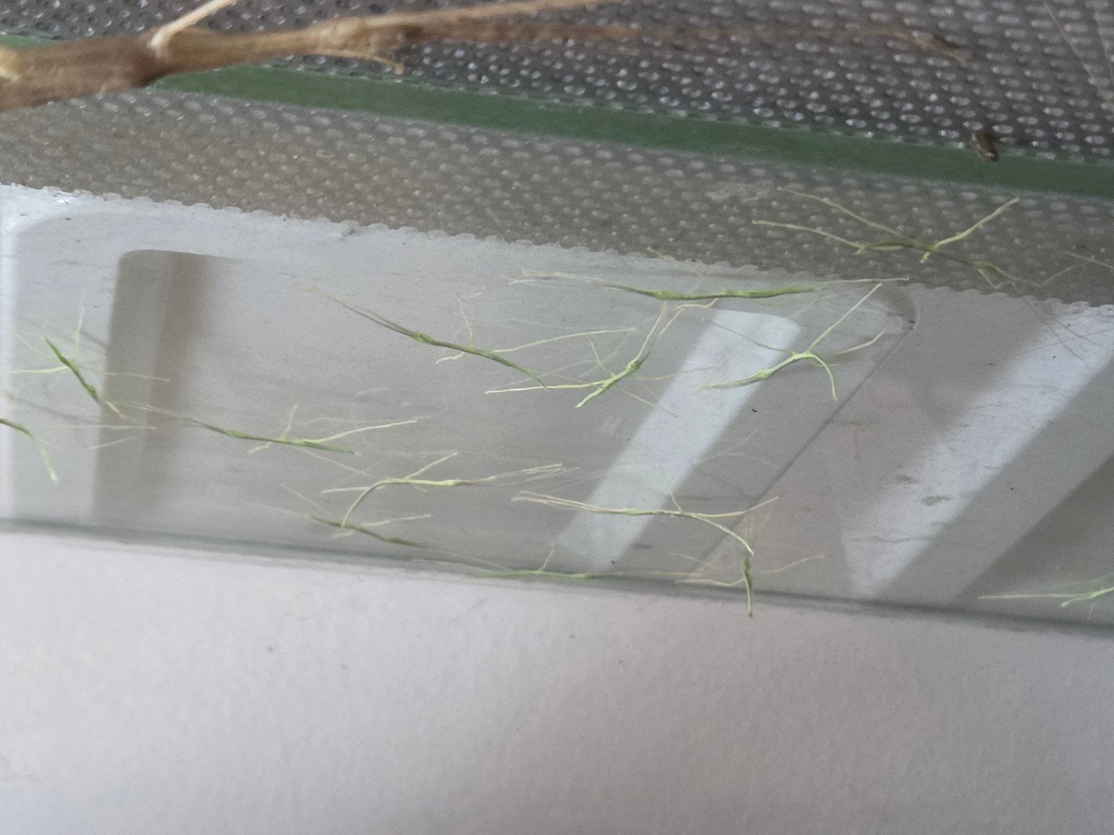 Nimfen wandelende takken, Dieren en Toebehoren, Insecten en Spinnen