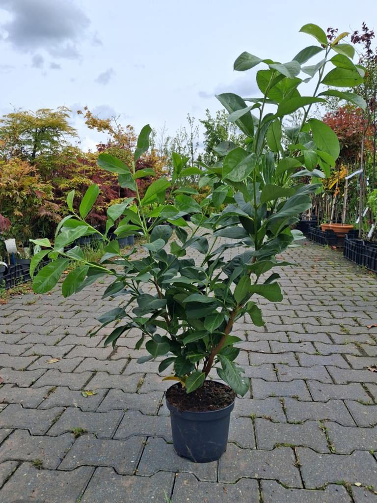 Actie! Laurier struiken - Prunus laurocerasus, Ophalen of Verzenden, Laurier, Struik, Minder dan 100 cm