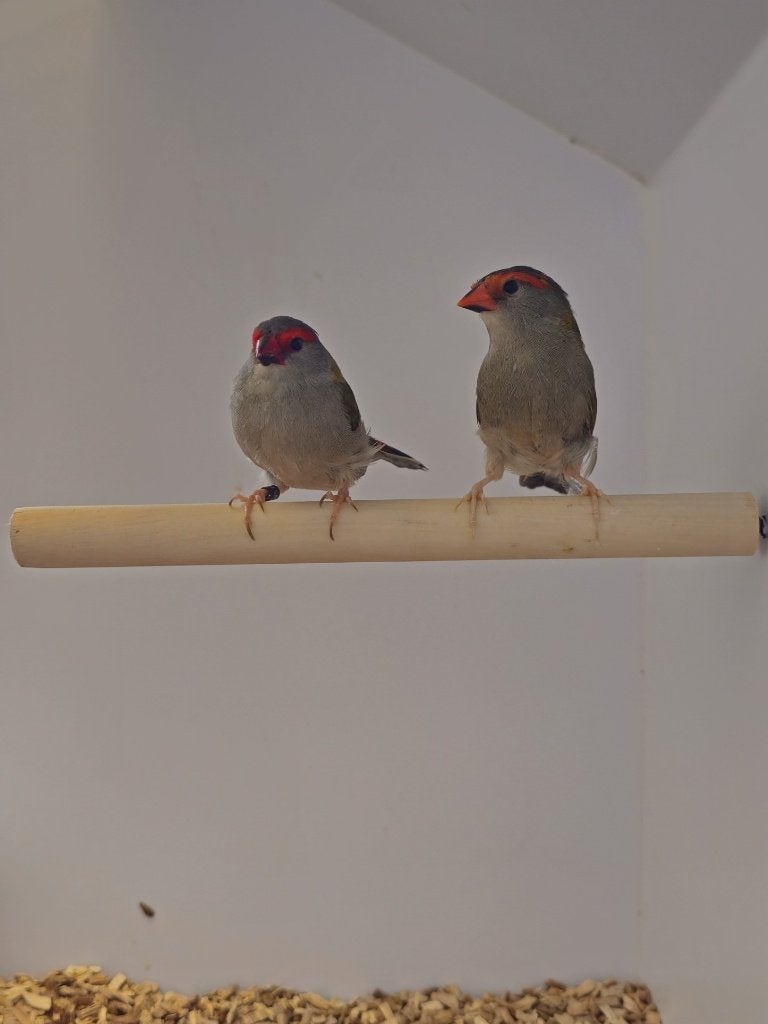 Dornastrilde | Verschillende broedkoppels | Goede conditie, Meerdere dieren, Tropenvogel, Geringd