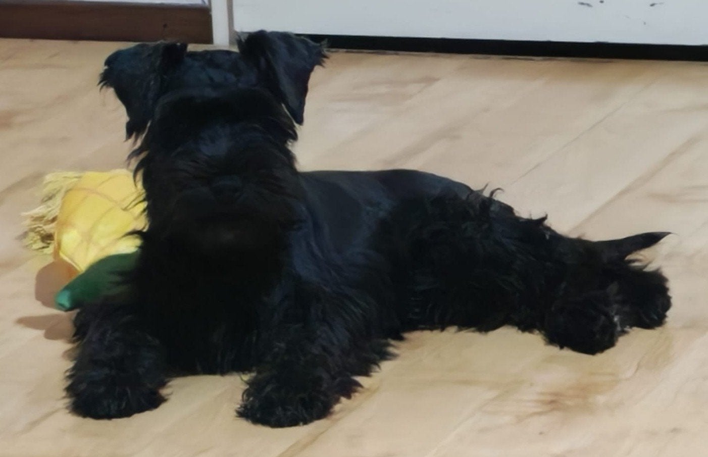 Dwergschnauzer pup, Dieren en Toebehoren, Honden | Jack Russells en Terriërs, 15 weken tot 1 jaar, Eén hond, CDV (hondenziekte)