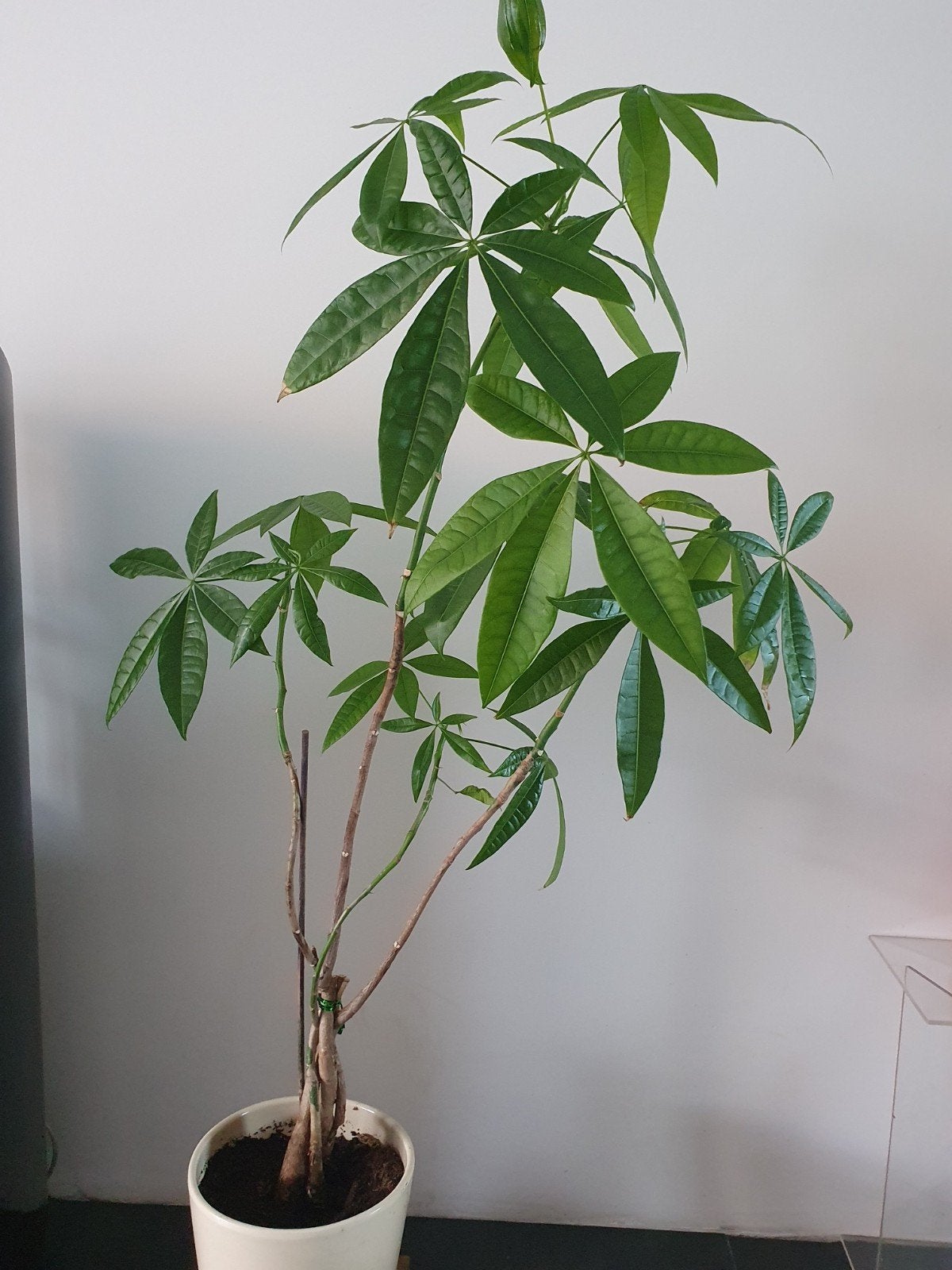 groot ( 1.30 m) plant (geldboom)  inclusief pot, Ophalen of Verzenden, Halfschaduw, Minder dan 100 cm
