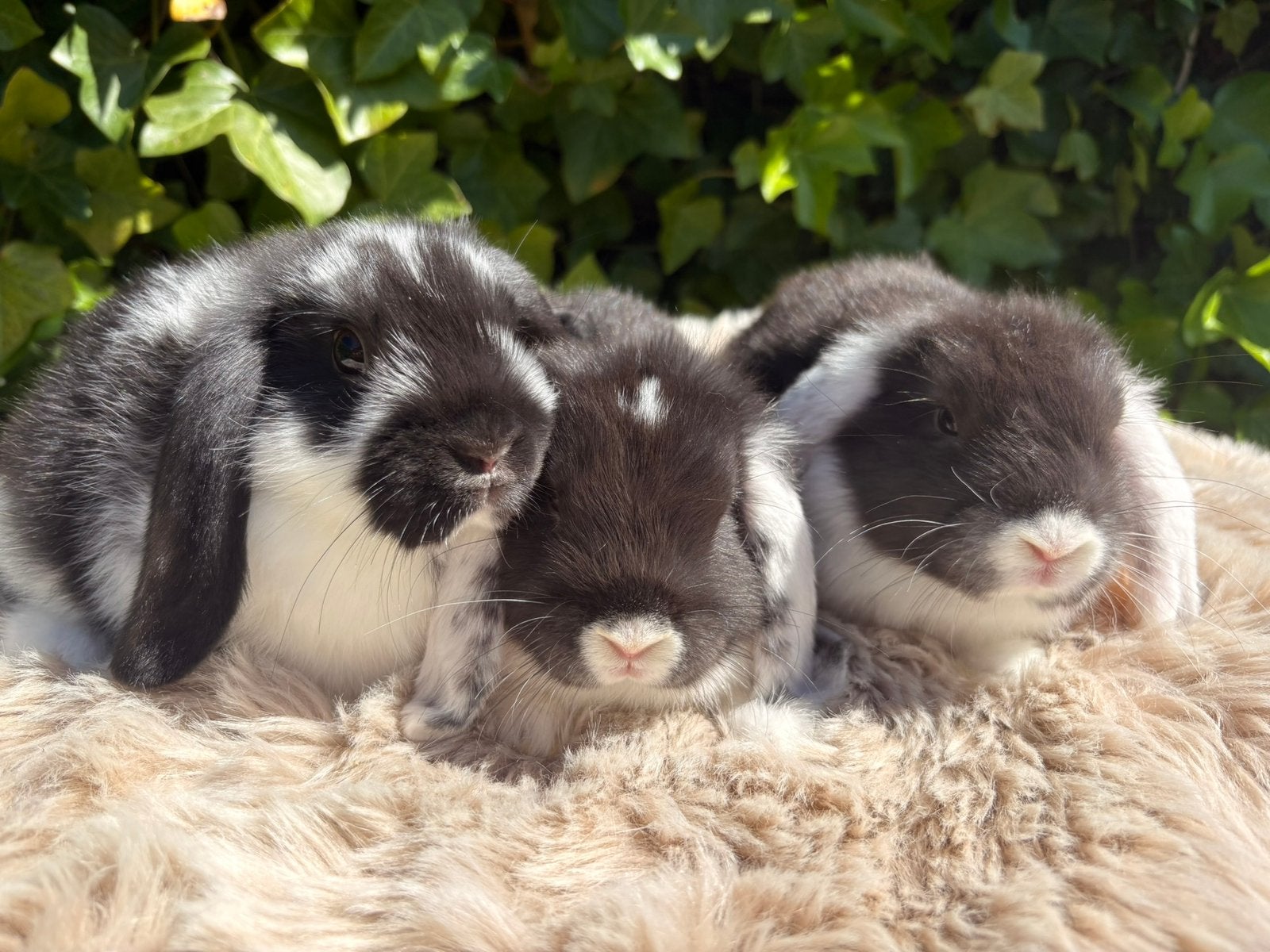 Lieve tamme baby Nederlandse hangoor dwergkonijnen, Dieren en Toebehoren, Konijnen, Meerdere dieren, Dwerg, Hangoor