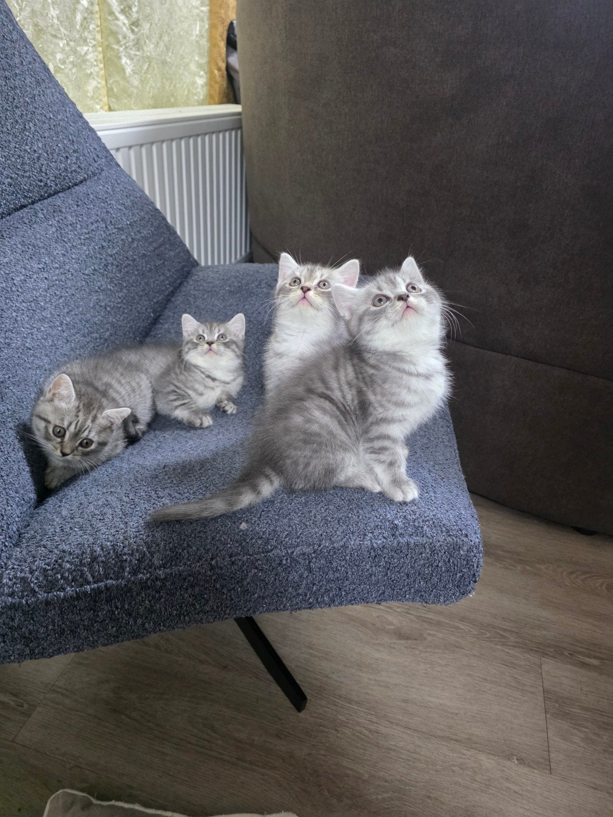 BKH britse korthaar kitten