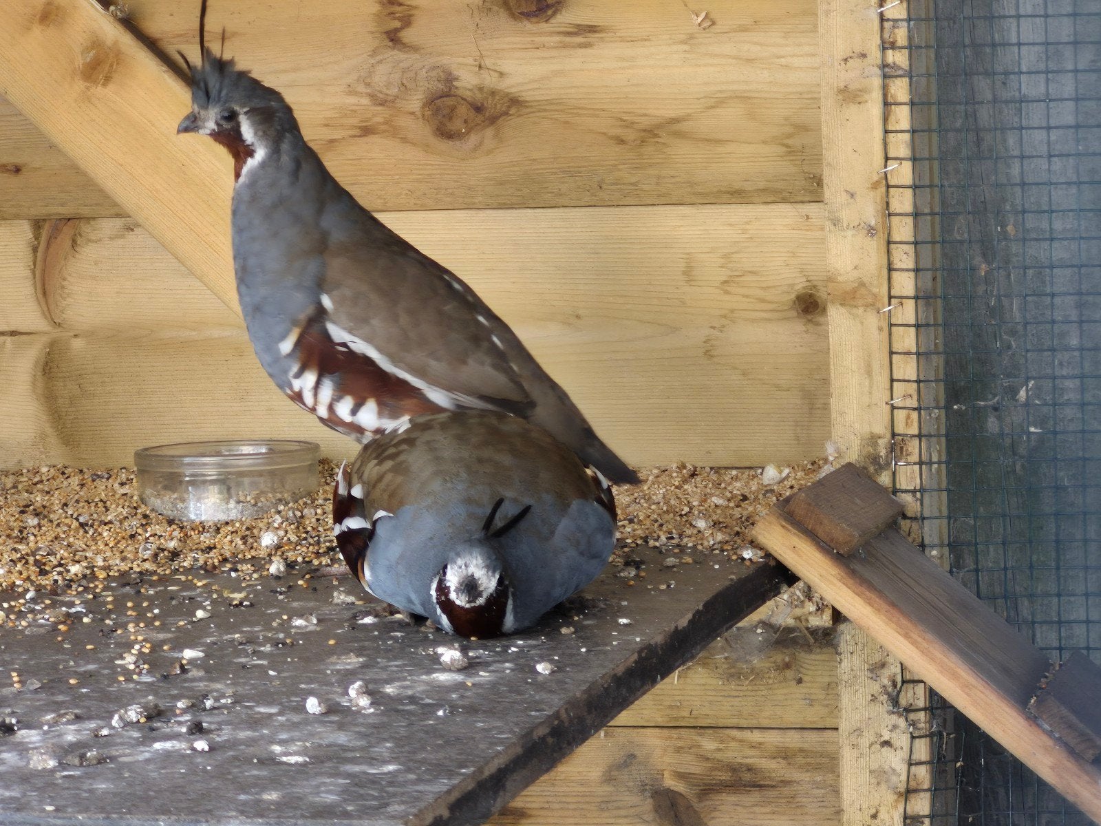 Bergkuif kwartels, Meerdere dieren, Geringd