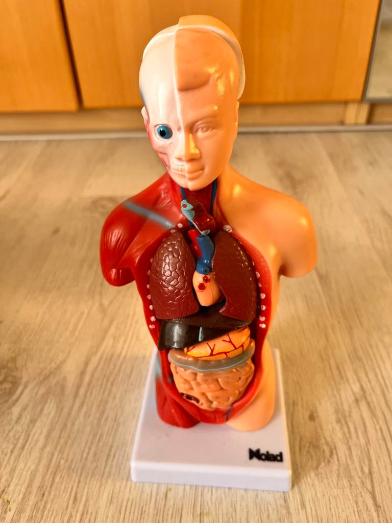 Torso menselijk lichaam, Ophalen, Zo goed als nieuw