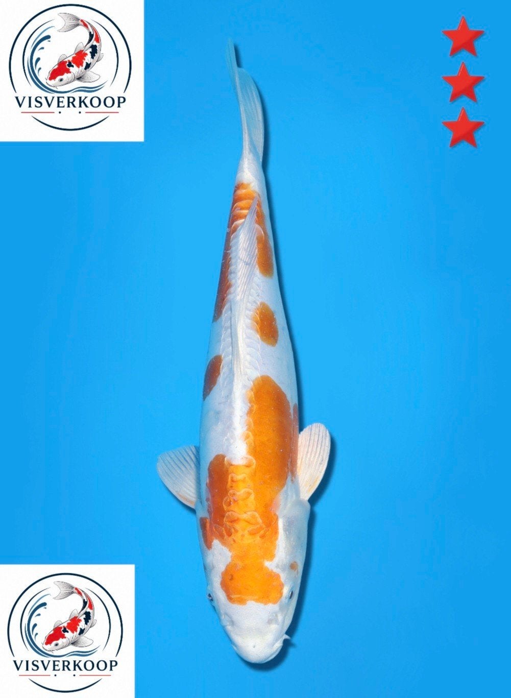 Koi kikusui., Dieren en Toebehoren, Vissen | Vijvervissen, Karper of Koi