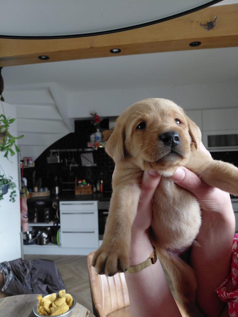 Labrador redfox pups Stamboom, Dieren en Toebehoren, 8 tot 15 weken, Labrador retriever, Parvo, Meerdere dieren