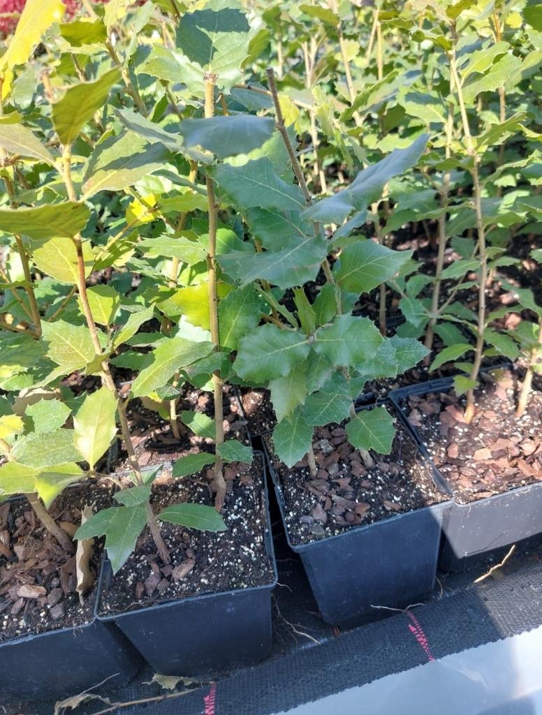 Quercus ilex, Ophalen, Overige soorten, Struik, Minder dan 100 cm