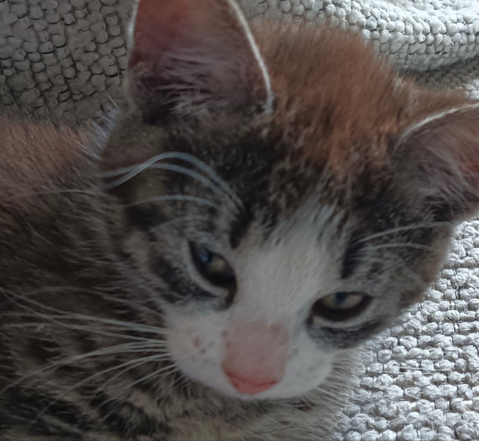 Kitten zoekt een liefdevol baasje., Dieren en Toebehoren