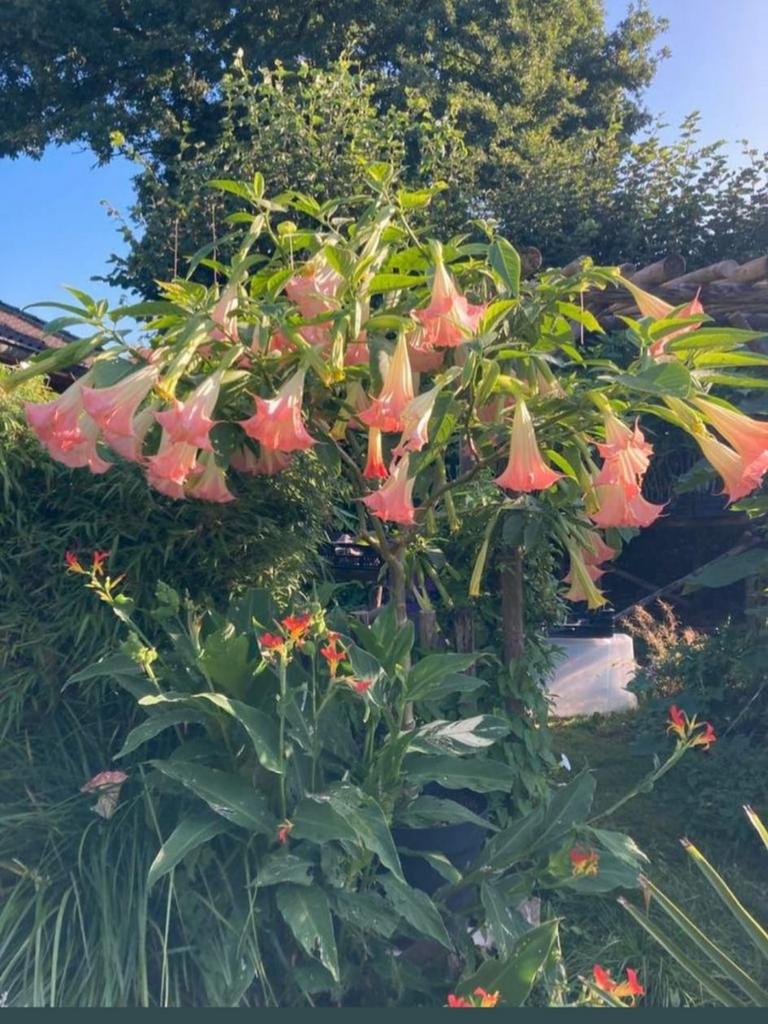 Brugmansia stekken, diverse kleuren, Tuin en Terras, Ophalen, Volle zon, Overige soorten, Minder dan 100 cm