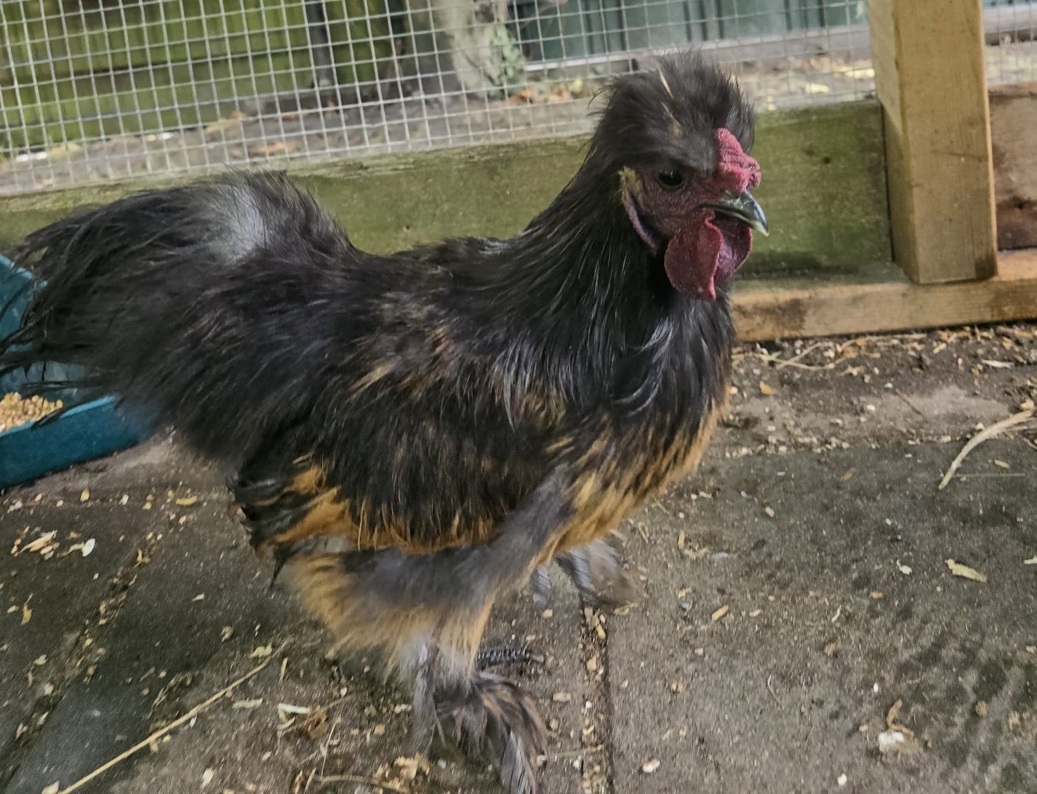 hanen zijdehoen, Dieren en Toebehoren, Mannelijk, Kip