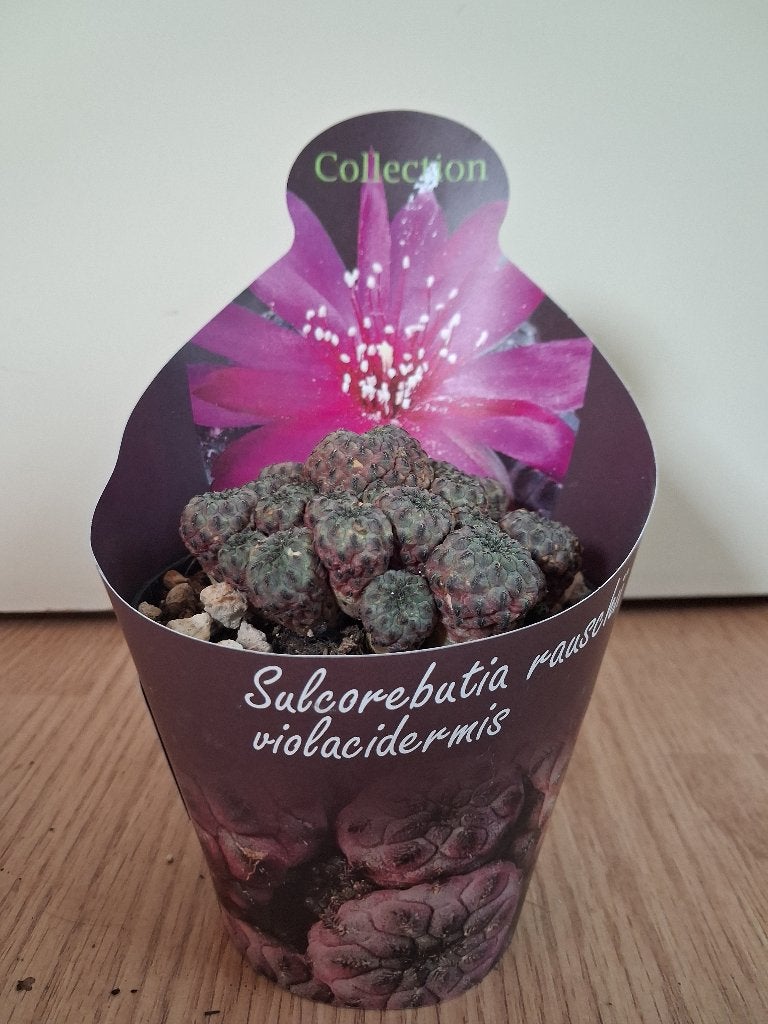 Sulcorebutia Rauschii F. Violacidermis - Zeldzame Cactus, Ophalen, Cactus, Minder dan 100 cm, Bloeiende kamerplant