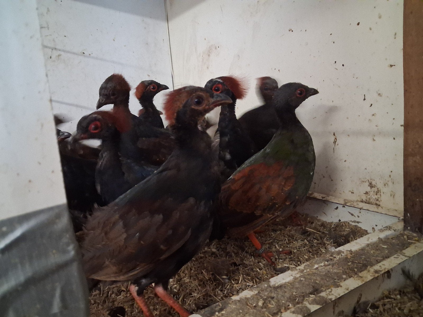roul roul, Dieren en Toebehoren, Pluimvee, Meerdere dieren, Kip