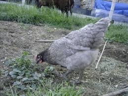 Australorp kippen., Vrouwelijk, Kip