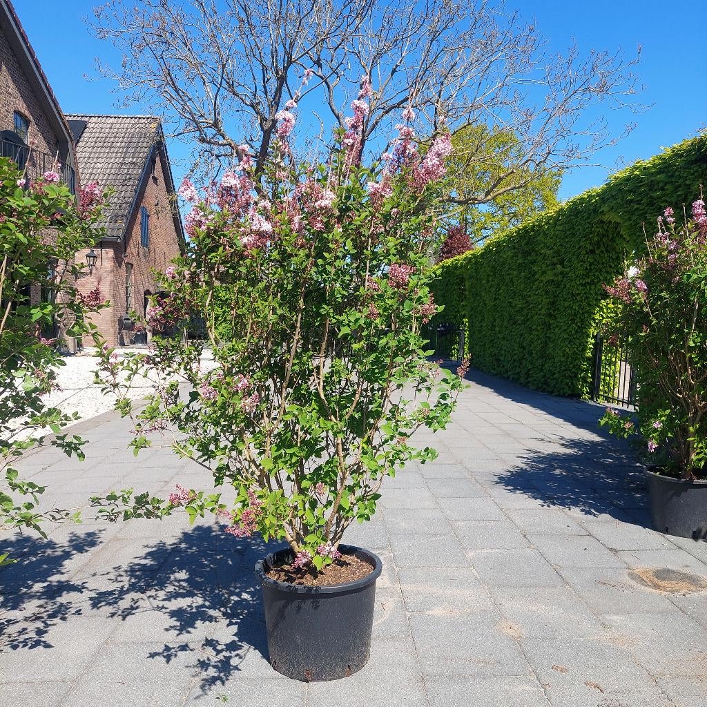 Dwergsering syringa microphylla superba, Ophalen, Overige soorten, Struik, 100 tot 250 cm