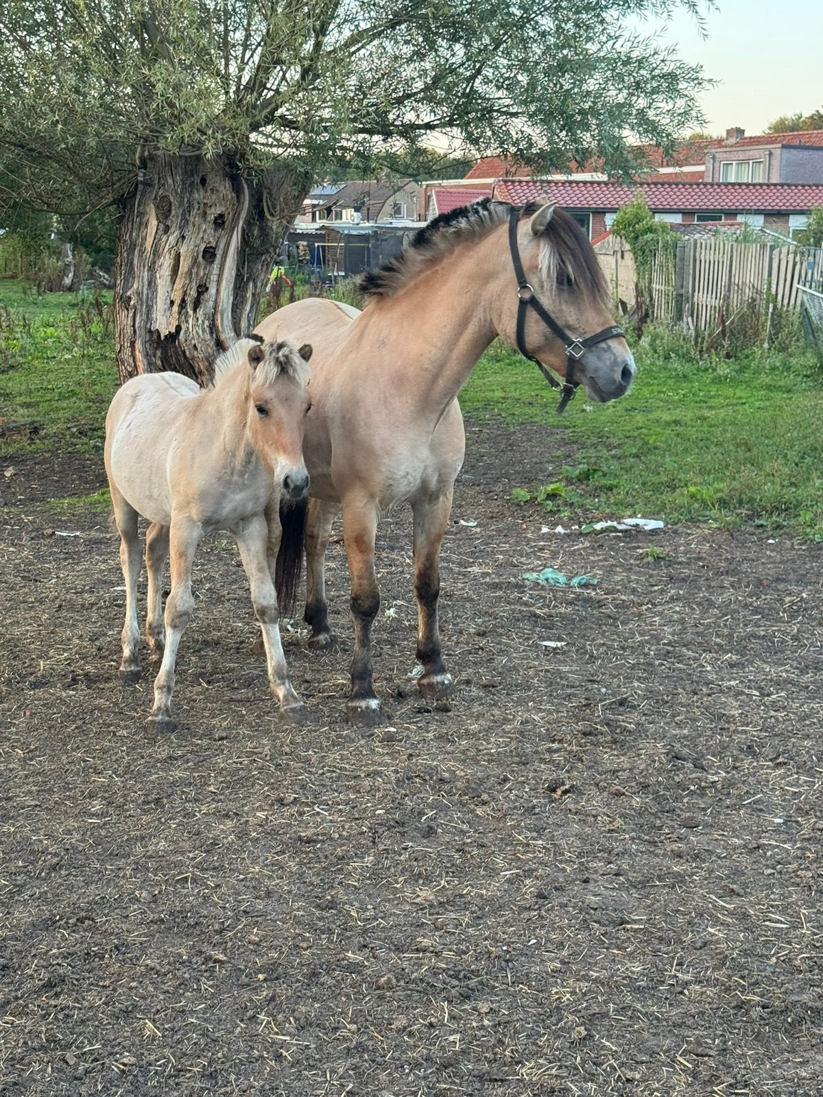 Leuke Fjorden, Merrie, Met stamboom, Niet van toepassing, 0 tot 2 jaar