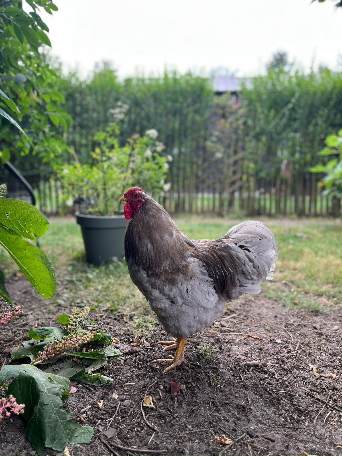Wyandotte groot blauw haan 2025, Dieren en Toebehoren, Pluimvee, Mannelijk, Kip