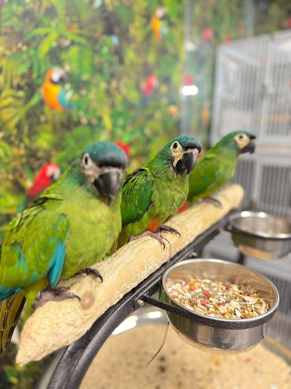Ara Maracana, Meerdere dieren, Papegaai, Pratend