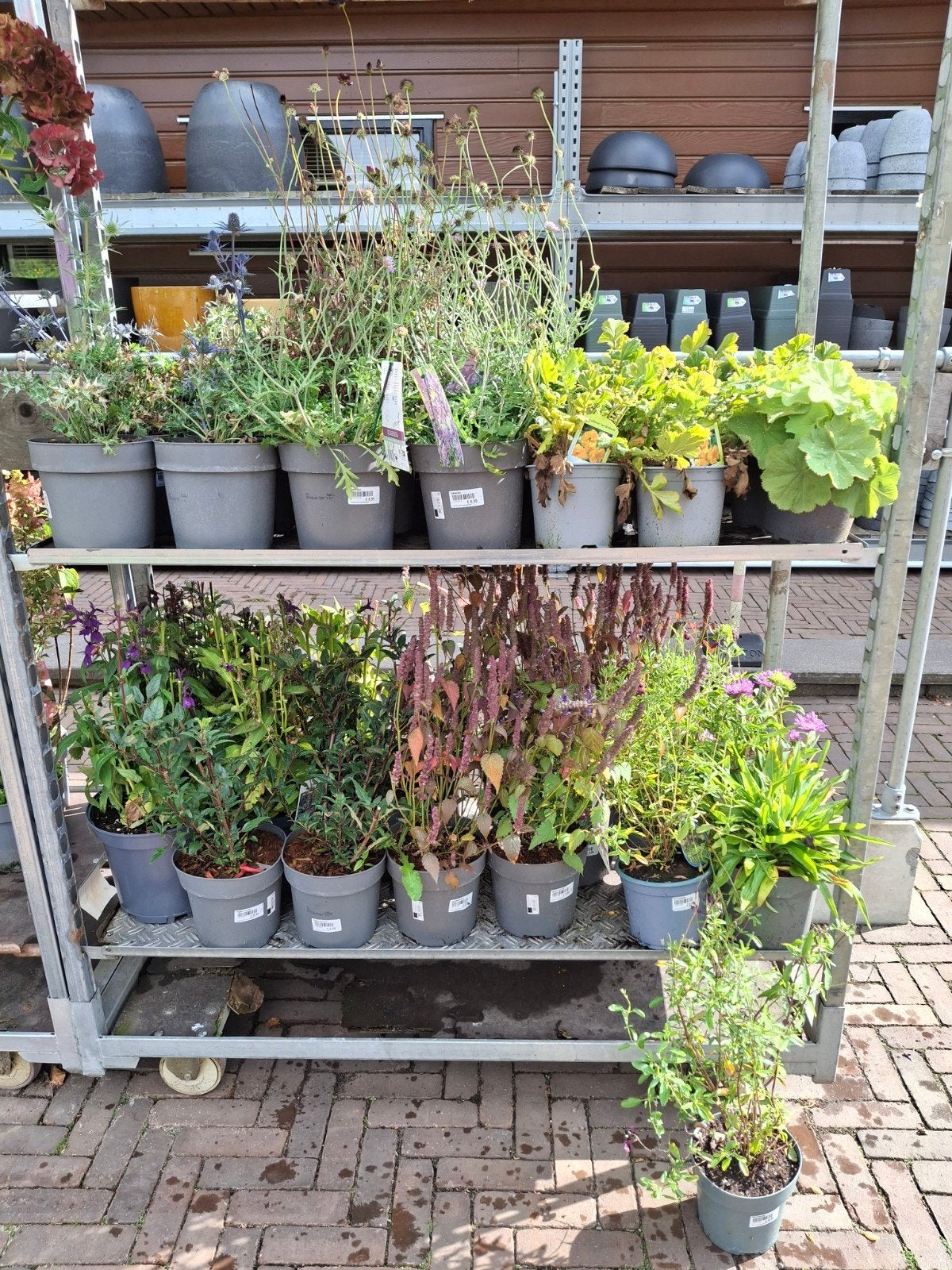 Karrendeal Vaste Planten, Vaste plant, Halfschaduw, Zomer, Ophalen