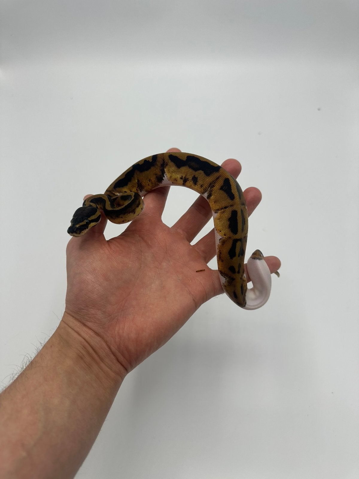 0.1 python regius - piebald het axanthic vpi