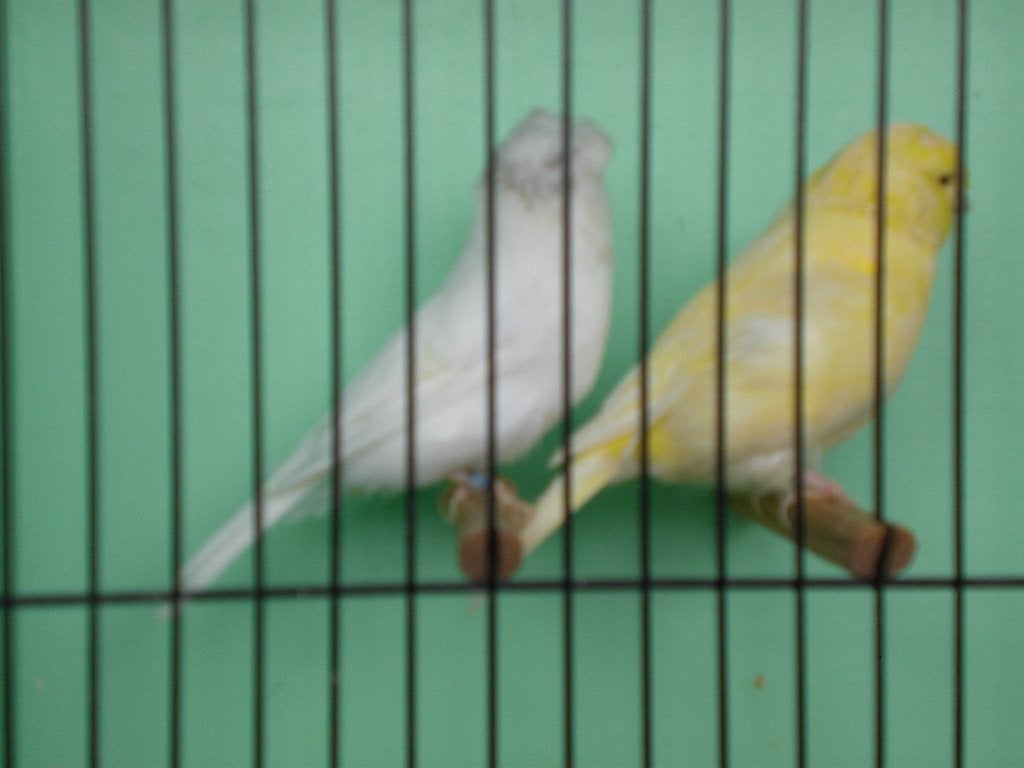 grizle glosters, Dieren en Toebehoren, Meerdere dieren, Postuurkanarie