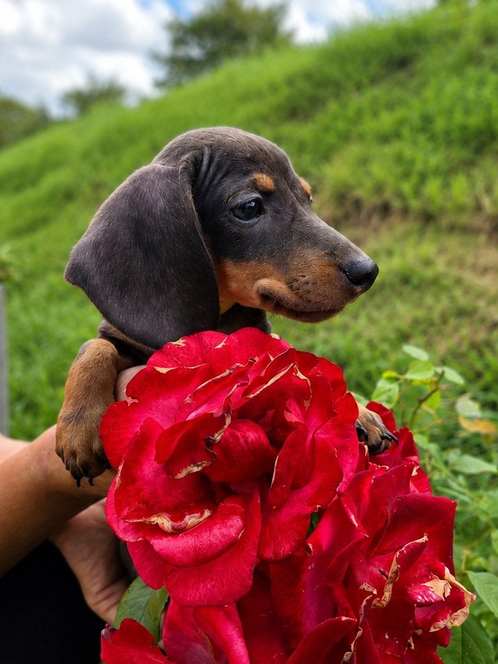 PRACHTIGE dwergteckel pups mogen verhuizen, Dieren en Toebehoren, Honden | Teckels en Dashonden, Parvo, 8 tot 15 weken, Korthaar