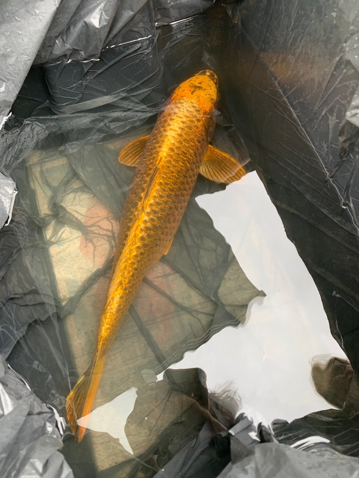 Prachtige Japanse Kin Matsuba Koi 60-65 cm, zeer gezond., Karper of Koi