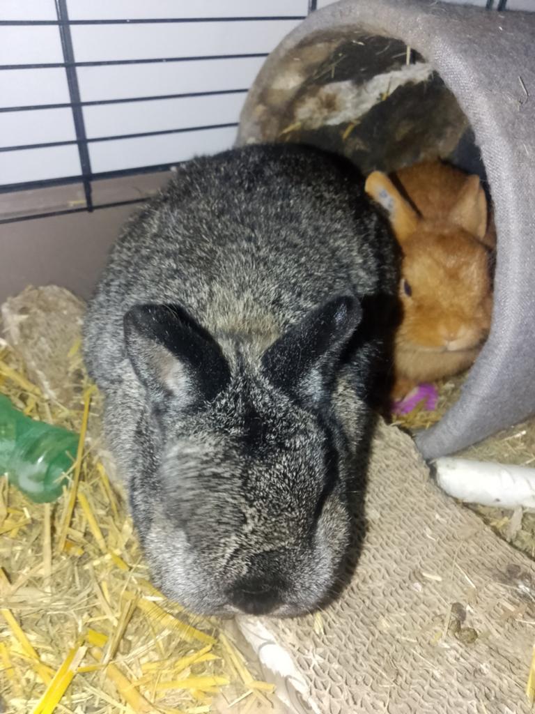 2 lieve tamme konijnen met kooi en toebehoren., Dieren en Toebehoren, Ophalen of Verzenden, Zo goed als nieuw, Kooi, Minder dan 60 cm