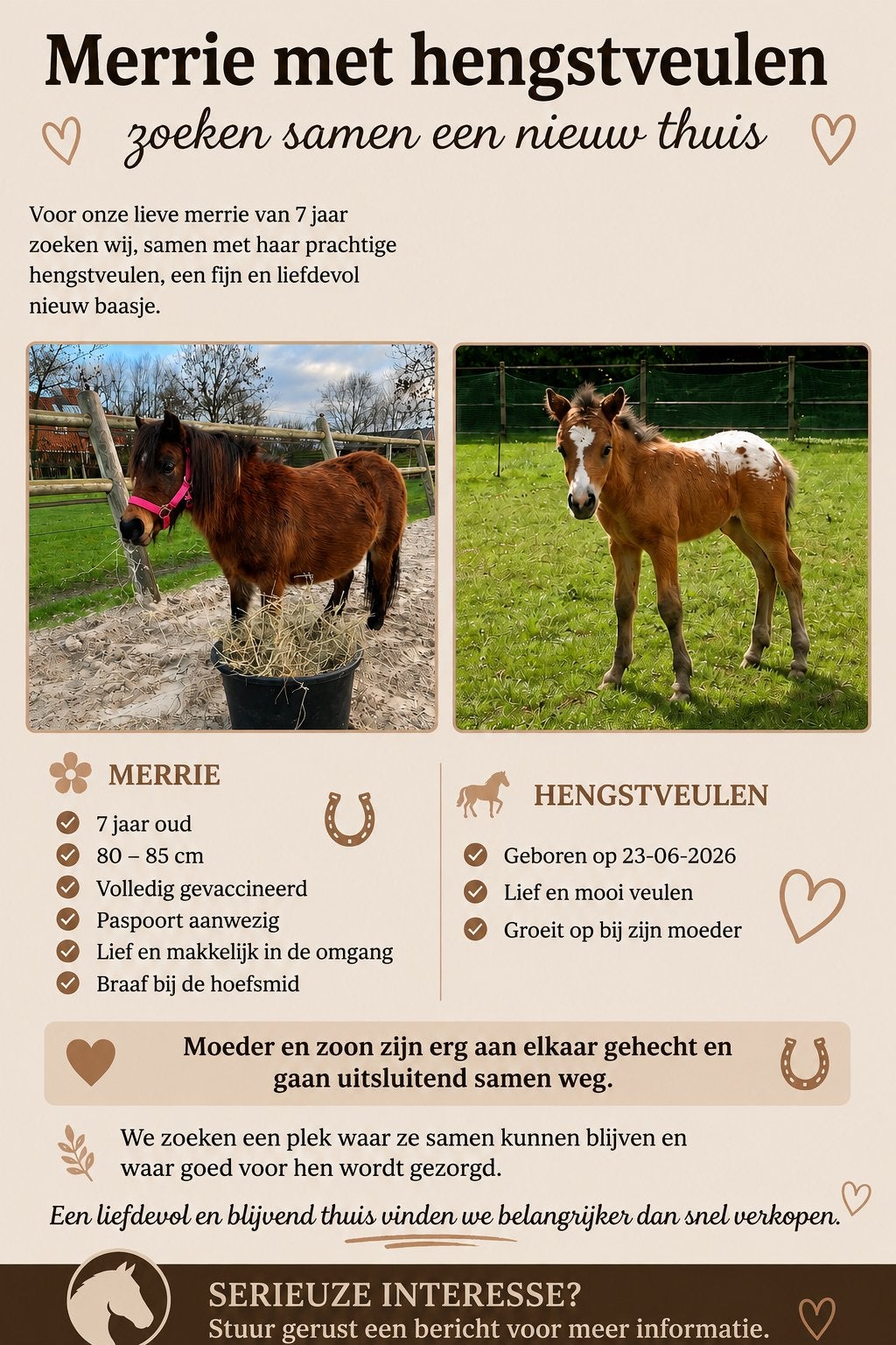 Te koop schetlanders, Hengst, A pony (tot 1.17m), 0 tot 2 jaar