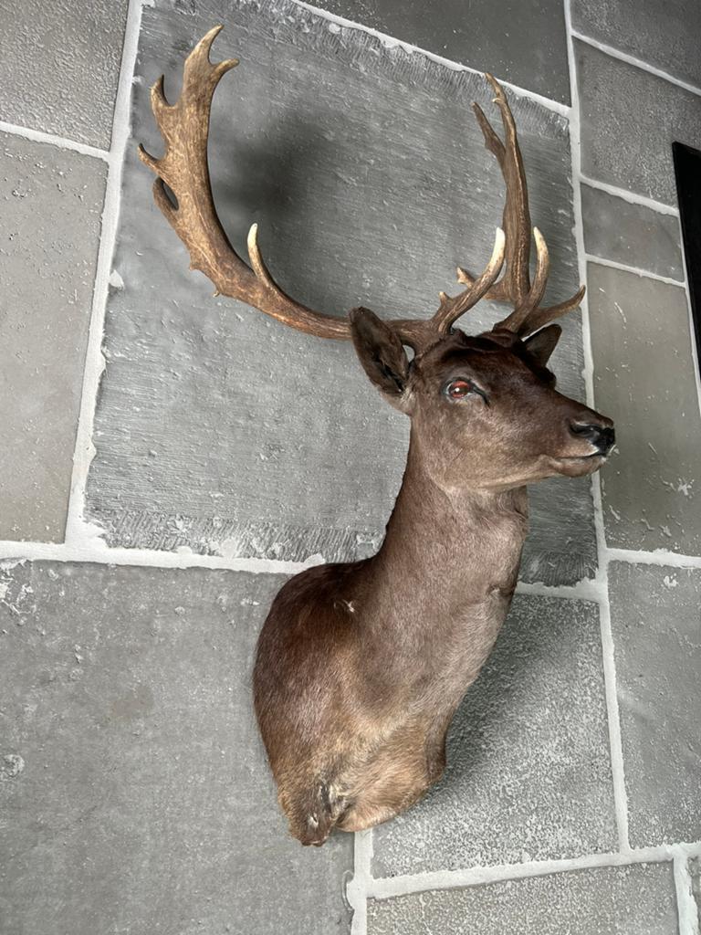 Opgezet kop damhert met gewei, Verzamelen, Dierenverzamelingen, Ophalen, Hert, Gewei of Kop