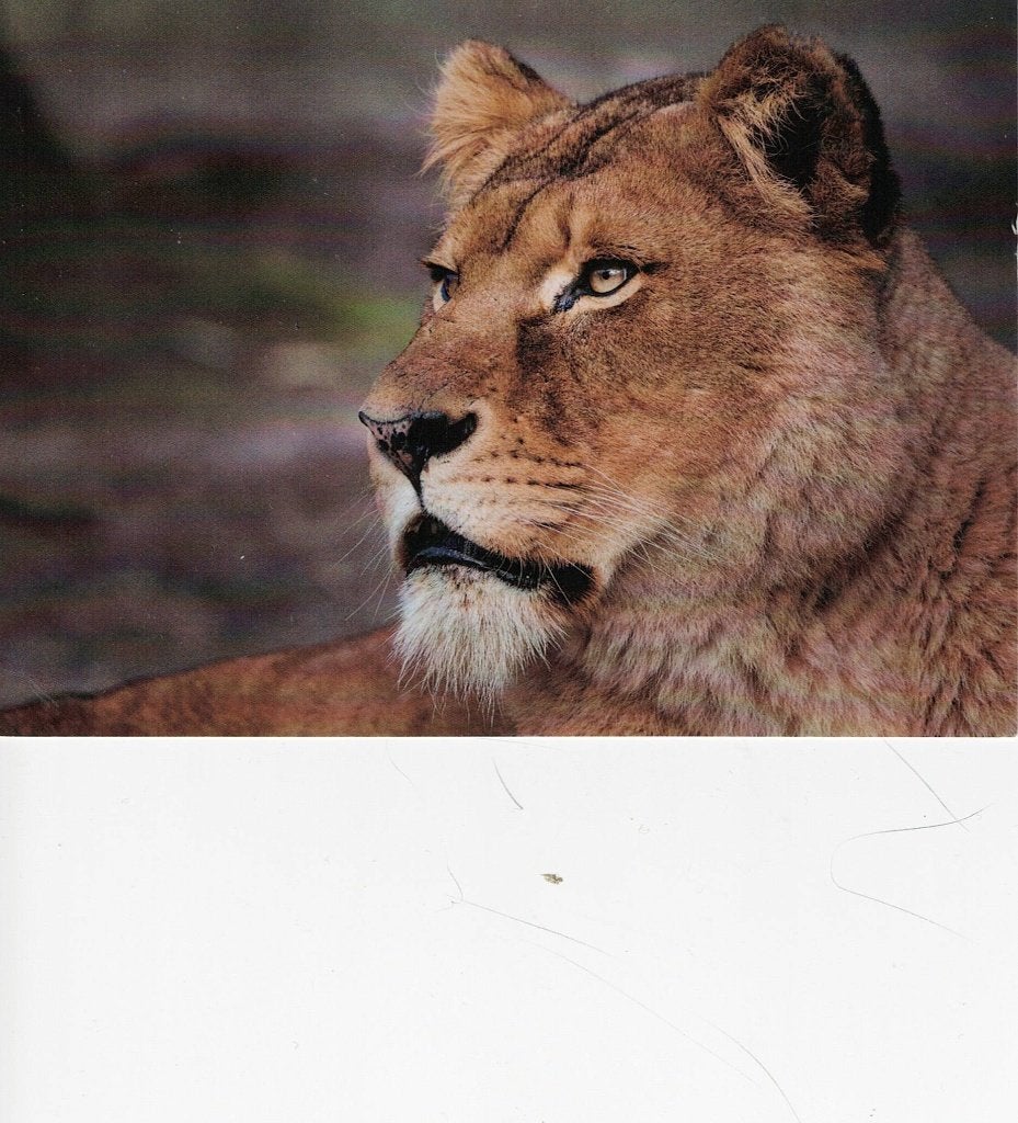 Burgers Safari leeuwin 331, Verzamelen, Ansichtkaarten | Dieren, Verzenden, 1980 tot heden, Ongelopen, Wild dier