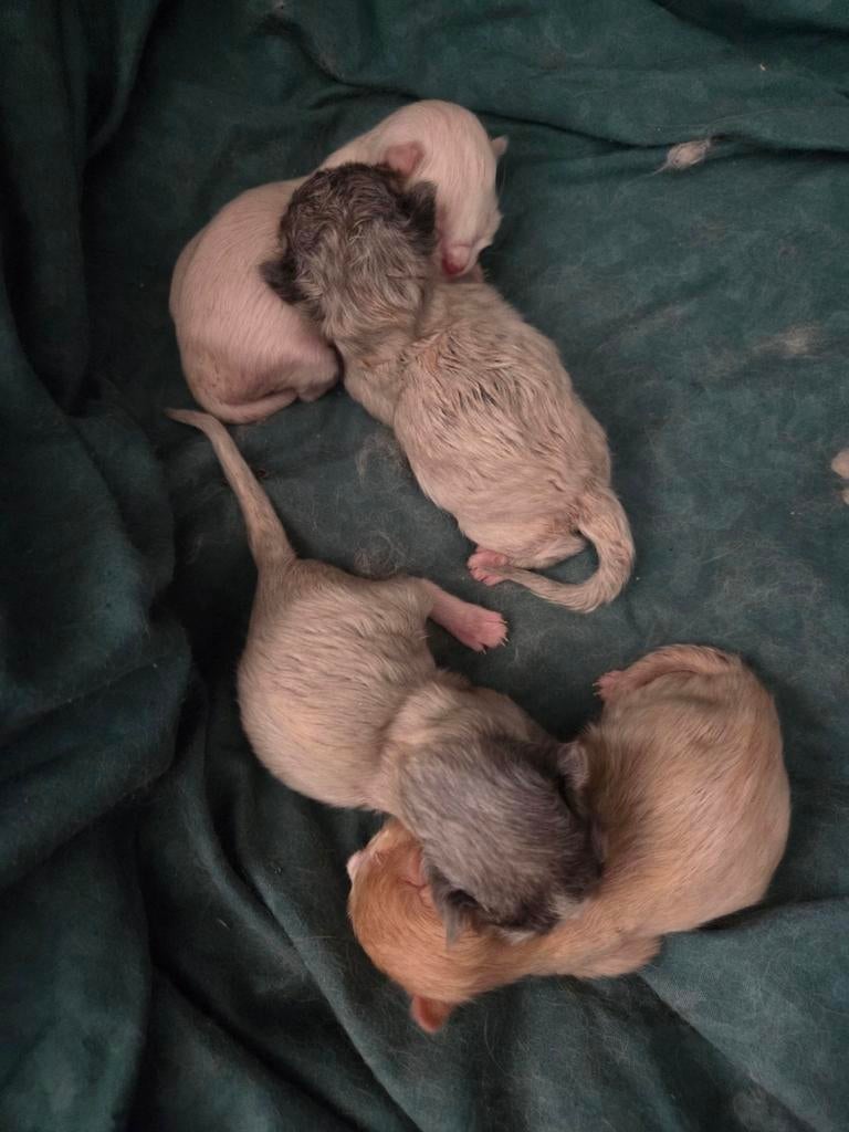 Maincoon kitten, Dieren en Toebehoren, Katten en Kittens | Raskatten | Langhaar, Kater
