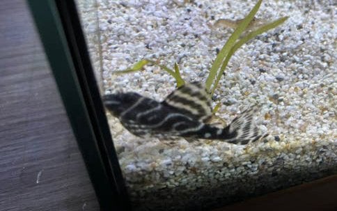 Zebra pleco, Dieren en Toebehoren
