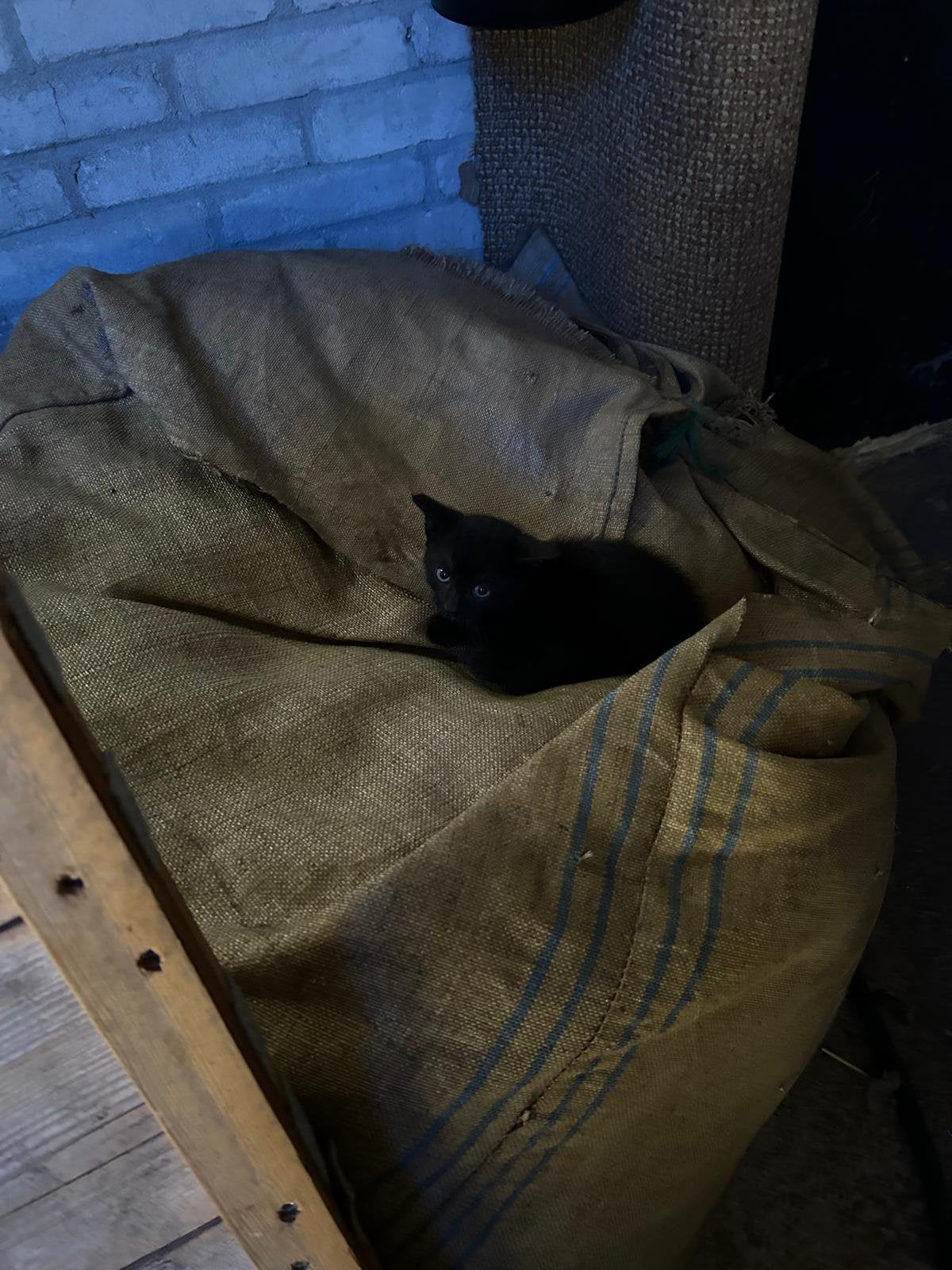 Kittens , 1 kater, geboren op 3 juli., Meerdere dieren