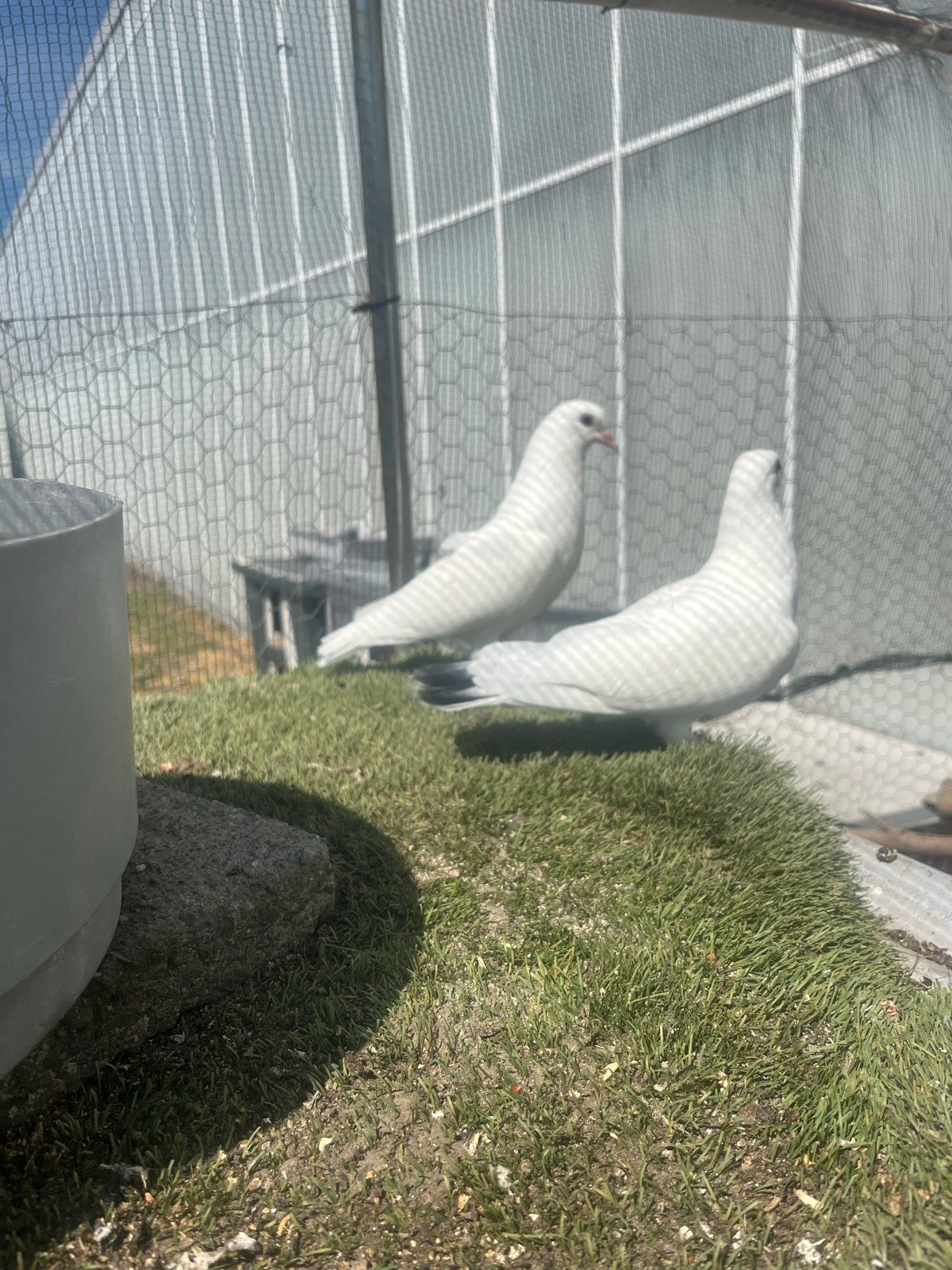 Jonge piepers, Meerdere dieren, Postduif