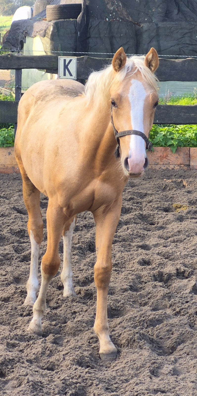 Prachtig, mensgericht palomino E-pony hengstveulen, Hengst, E pony (1.48m - 1.57m), 0 tot 2 jaar