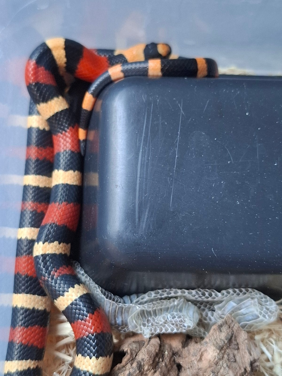 melkslang l. campbelli Milk Snake photo 7