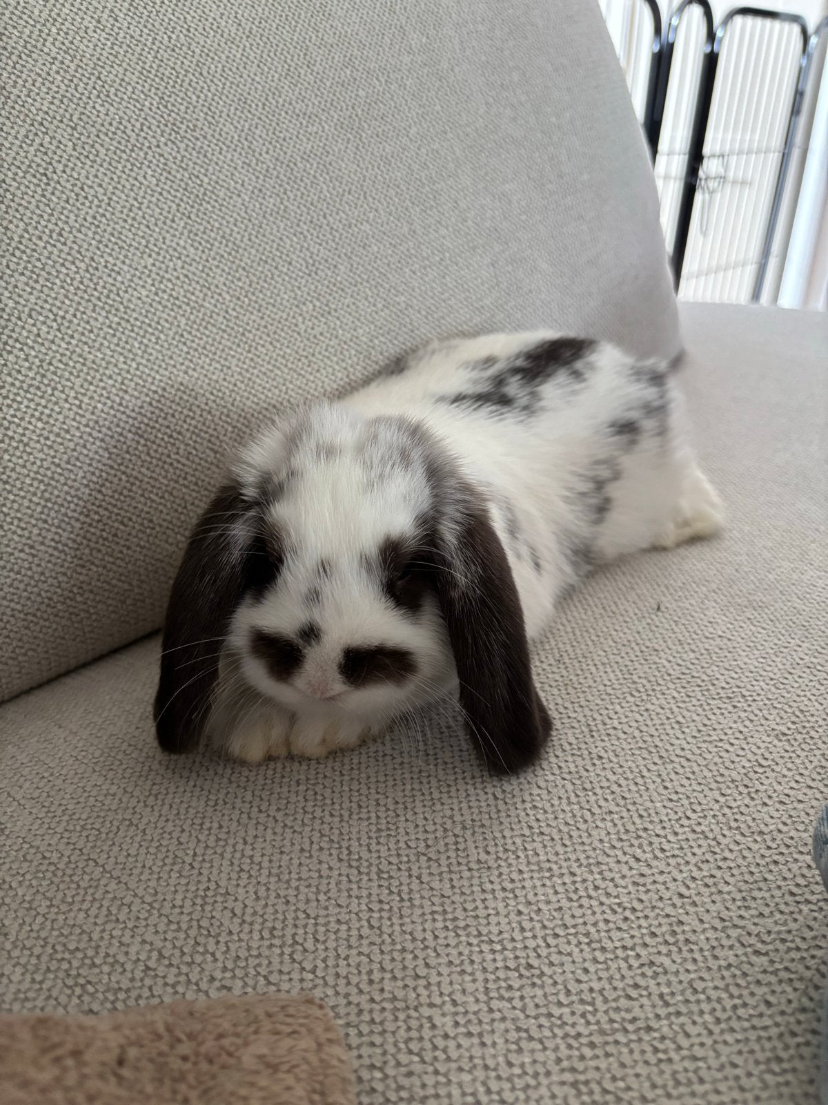 Hangoor konijntje, Dieren en Toebehoren, Konijnen, Vrouwelijk, Dwerg, Hangoor