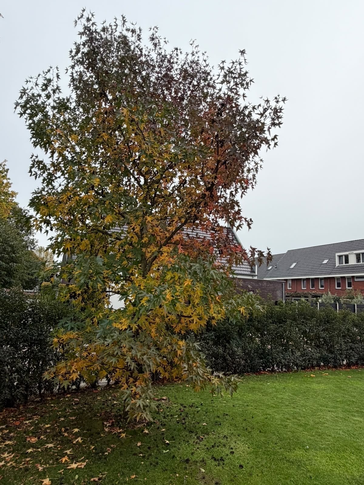 Gratis Amberboom - Zelf uitgraven, Herfst, Overige soorten, 250 tot 400 cm, Ophalen