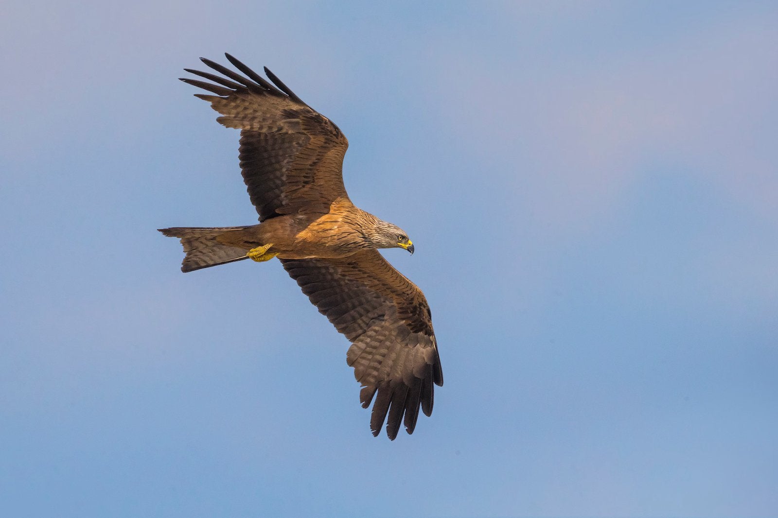 Zwarte Wouw, (blonde) Europese Buizerd, roofvogels te koop, Meerdere dieren, Wildzangvogel, Geringd
