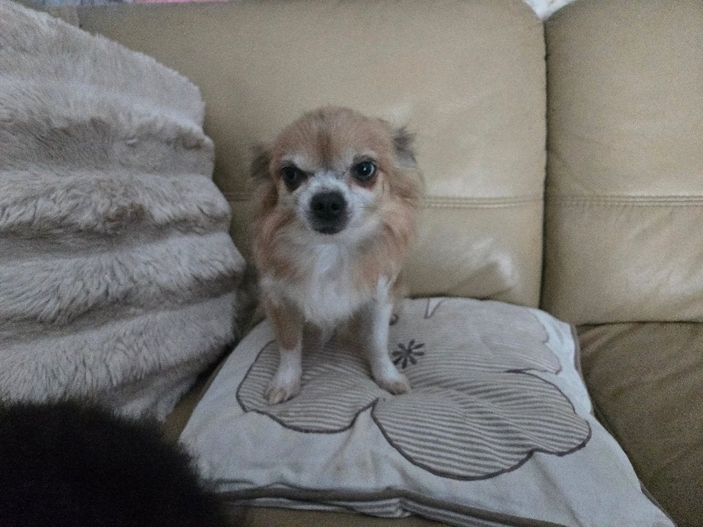 Chihuahua teefje en pomeriaan, 15 weken tot 1 jaar, CDV (hondenziekte), Meerdere, Meerdere dieren