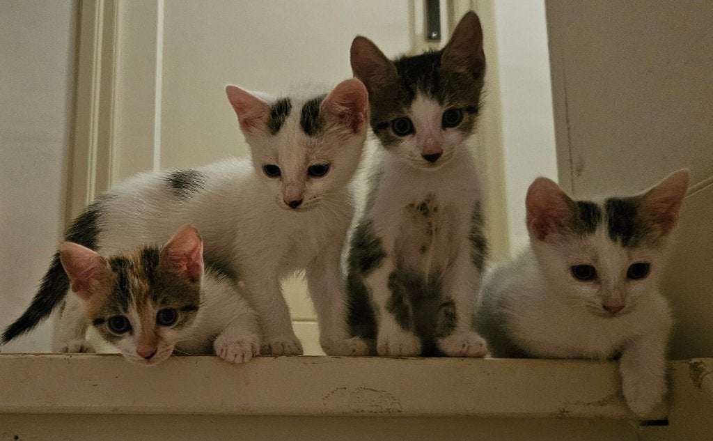 Super lieve kittens!, Meerdere dieren, Kortharig, 0 tot 2 jaar