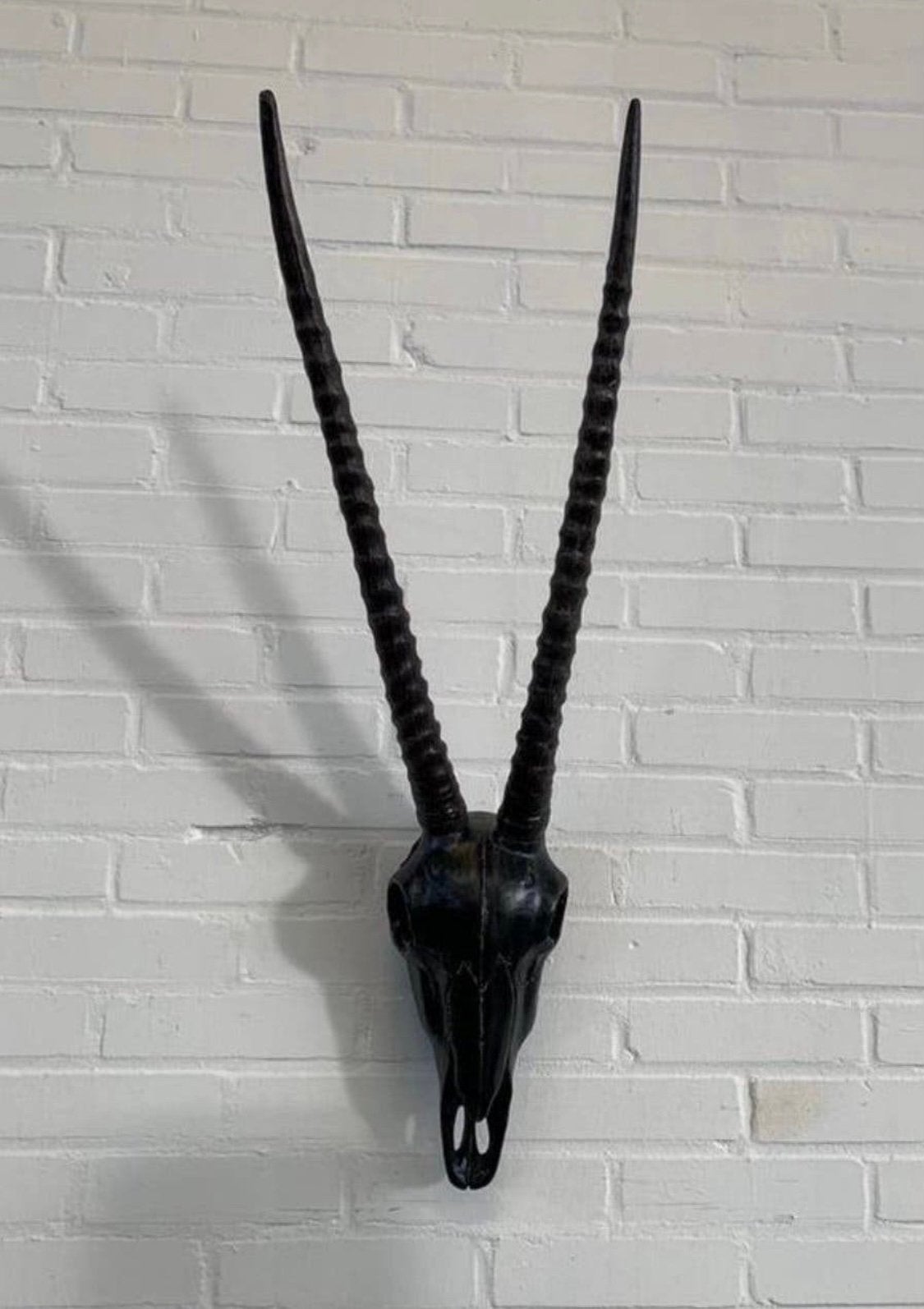 gemsbok schedel (Oryx gazella) in het zwart uitgevoerd, Verzamelen, Ophalen of Verzenden