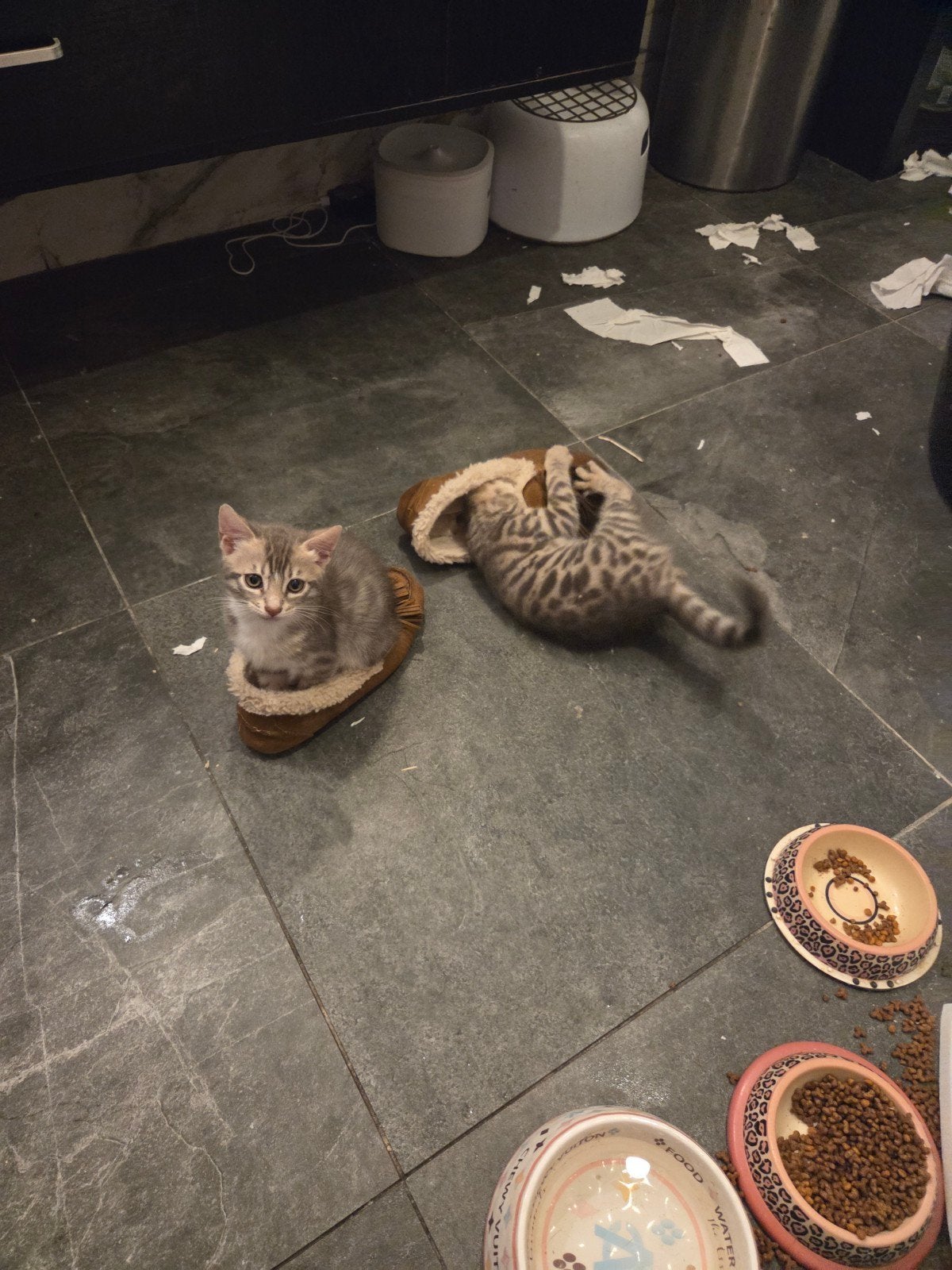 Bengaal kittens zoeken nieuw personeel, Dieren en Toebehoren, Meerdere dieren, Ontwormd