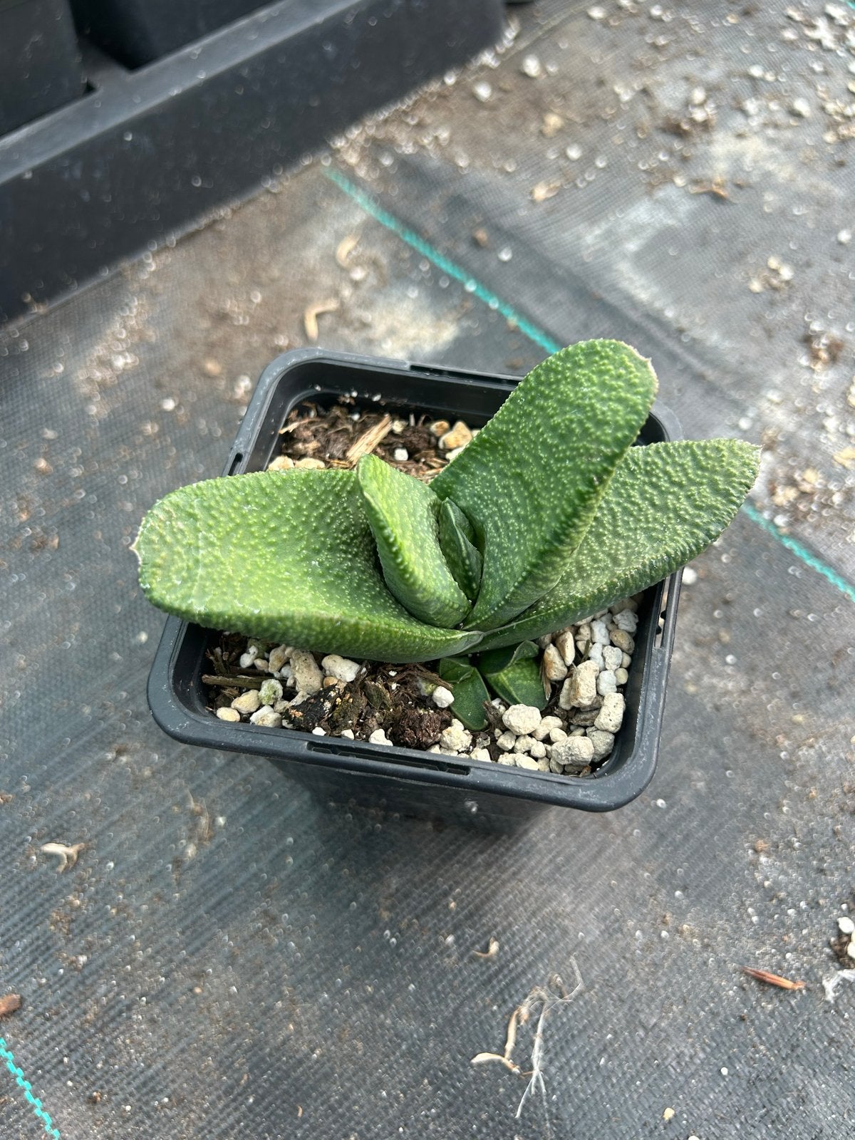 Gasteria armstongii - Unieke Succulent, Overige soorten, Volle zon, Vaste plant, Ophalen of Verzenden