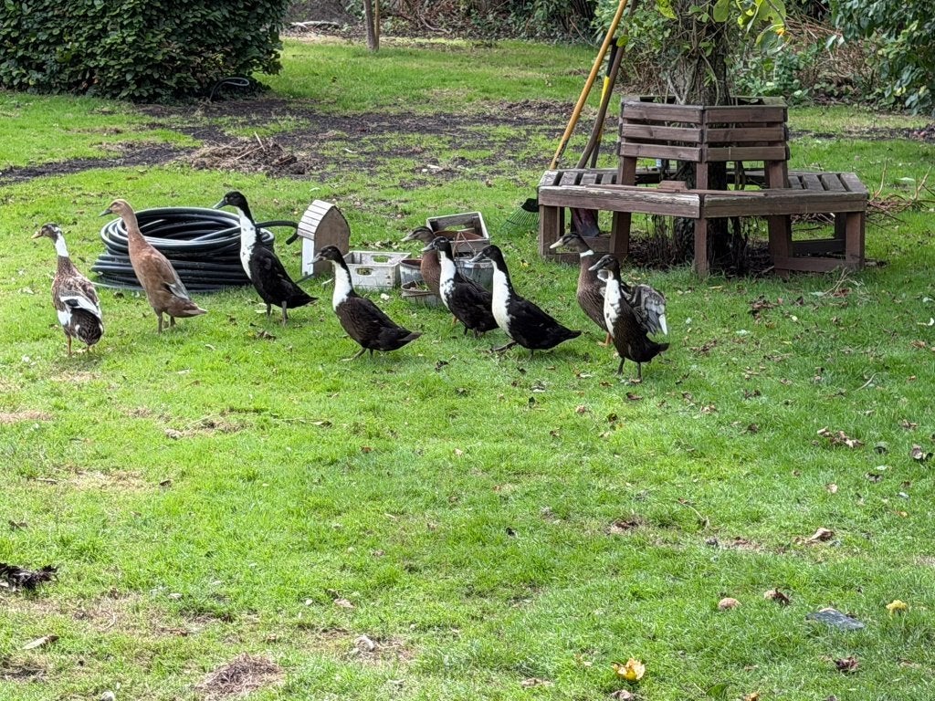 6 jonge indische loopeend kruisingen., Dieren en Toebehoren, Meerdere dieren