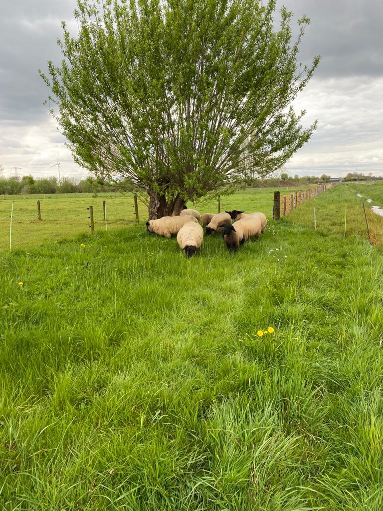 Suffolk lammeren, Dieren en Toebehoren, Schapen, Geiten en Varkens, Vrouwelijk, Schaap