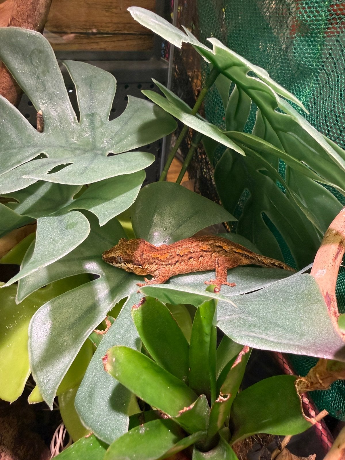 Rhacodactylus Auriculatus - gargoyle gecko, 0 tot 2 jaar