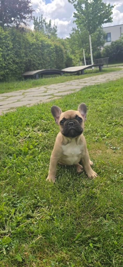 Zeldzame Franse Bulldog pups – Blue Merle & Fawn Merle, Dieren en Toebehoren, 8 tot 15 weken, Parvo, Bulldog, Meerdere
